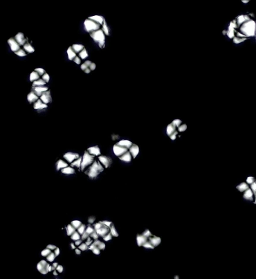 Identification and Analysis of Corn Starch Granules using ImageProVision’s ipvPClass Software