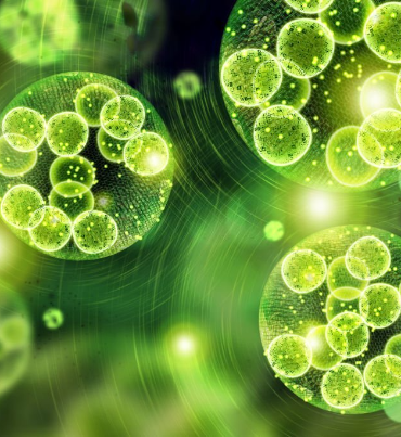 ImageProVision helps India's most successful biofuels company to drastically cut costs by Microscopic Image Analysis