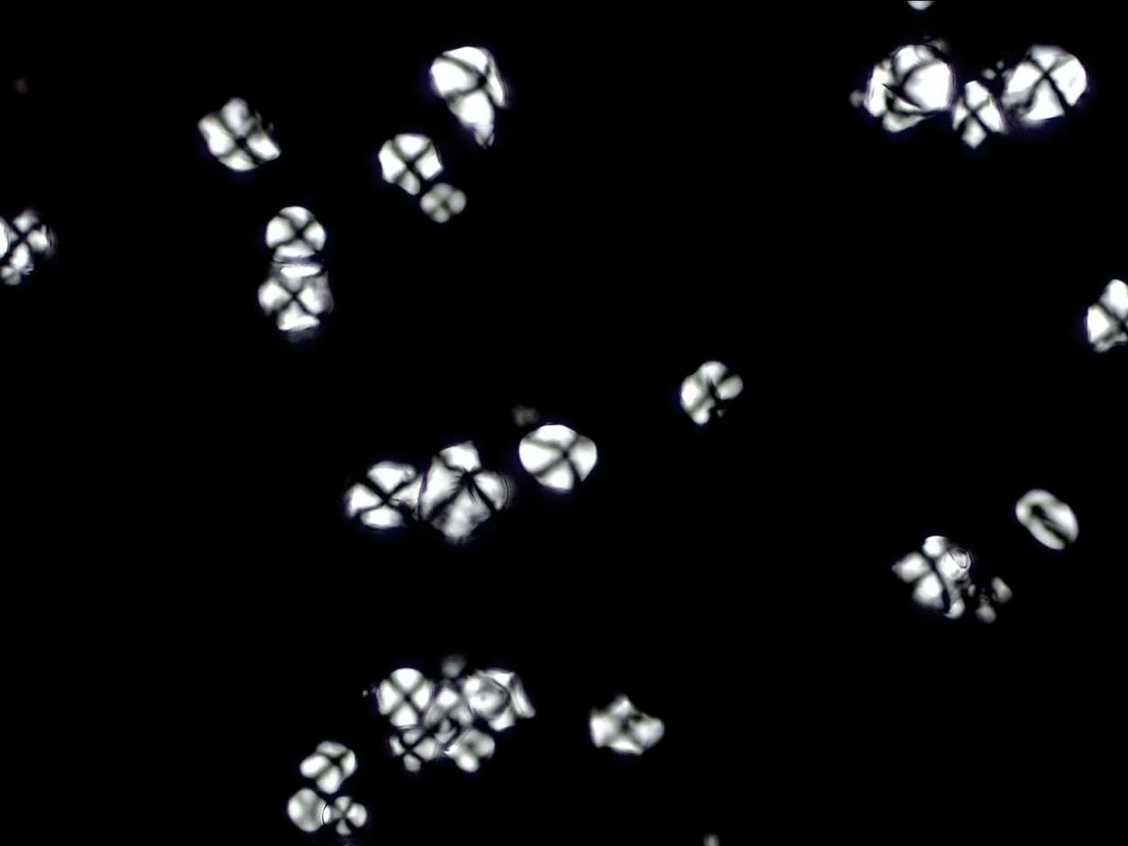 Identification and Analysis of Corn Starch Granules using ImageProVision’s ipvPClass Software