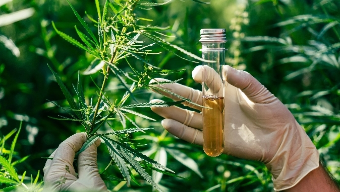 Cannabis