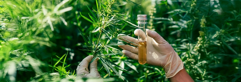 Cannabis