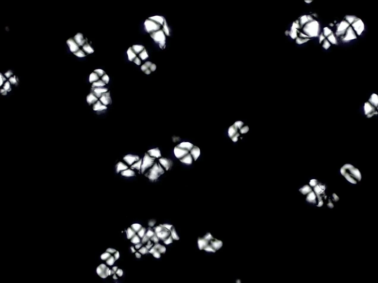 Identification and Analysis of Corn Starch Granules using ImageProVision’s ipvPClass Software