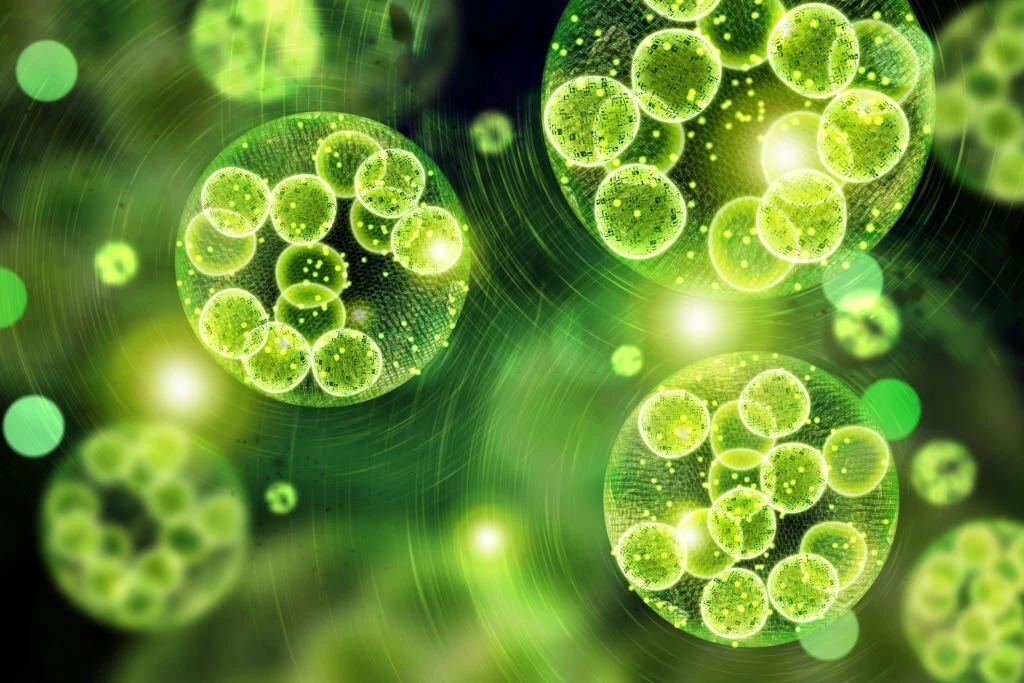 ImageProVision helps India’s most successful biofuels company to drastically cut costs by Microscopic Image Analysis