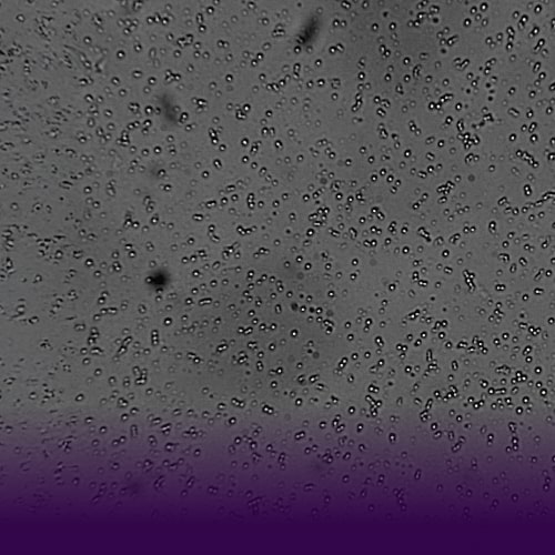 Category Banner