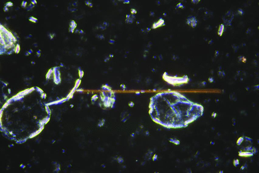 Polarized Microscopy- Based Identification of Asbestos in Talc Using CLAIRITYTM-PARTICLE Module